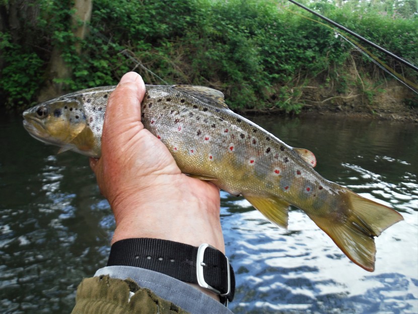 Whittern trout